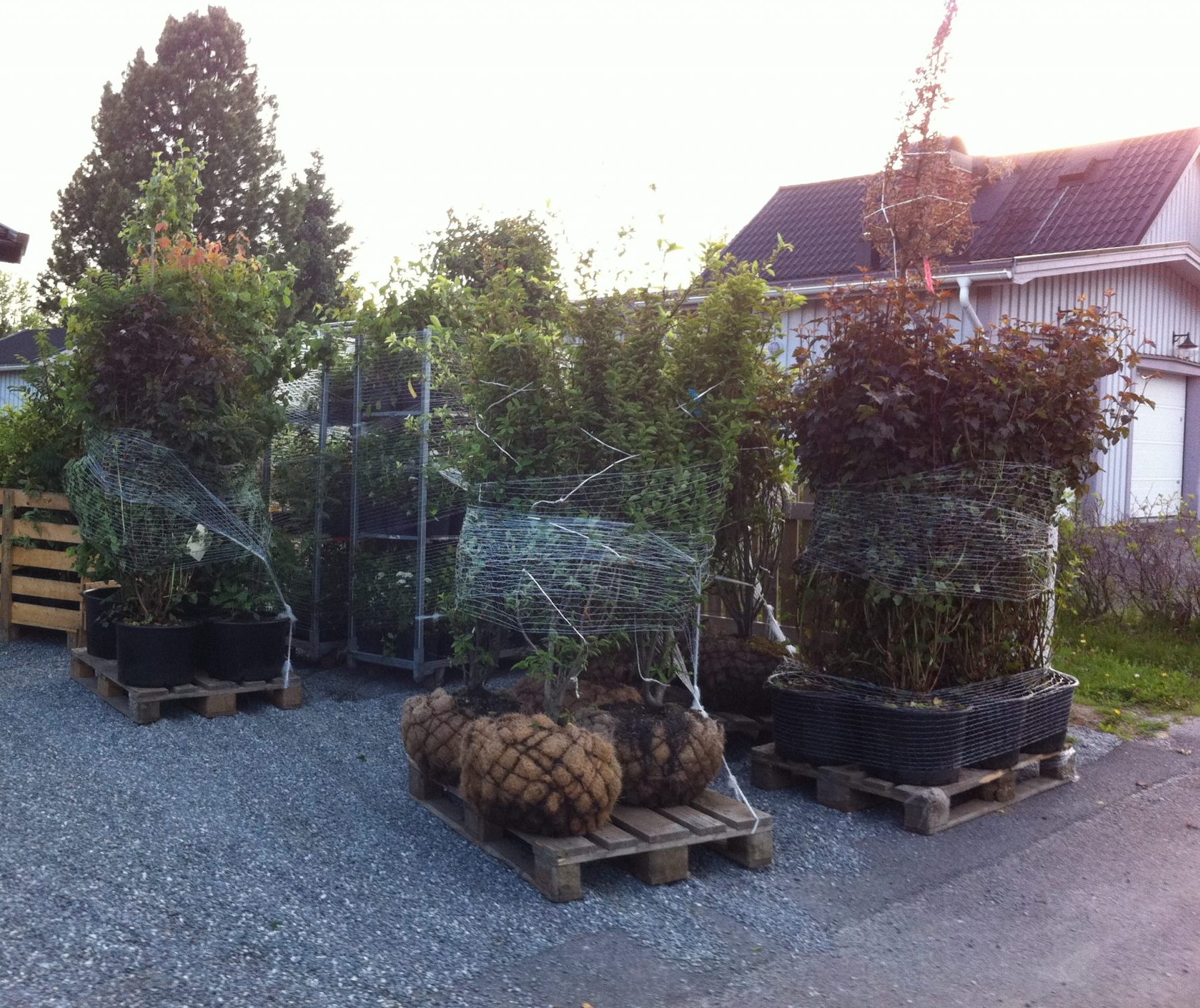 Blad i Norr Anläggning av trädgård